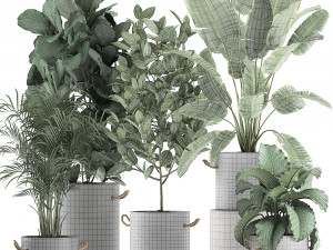 decorative plants for the interior in flowerpots 613 3Dモデル