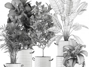 decorative plants for the interior in flowerpots 613 3Dモデル