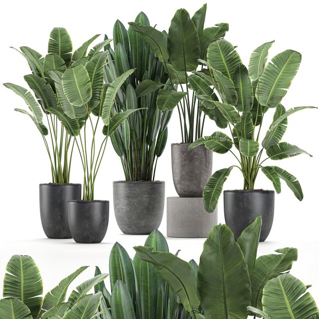 decorative plants for the interior in flowerpots 614 3D Model .c4d .max .obj .3ds .fbx .stl .blend 