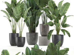 decorative plants for the interior in flowerpots 614 3D Model