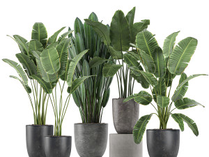 decorative plants for the interior in flowerpots 614 3D Model