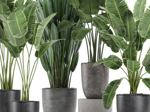 decorative plants for the interior in flowerpots 614 3D Model