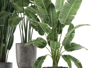 decorative plants for the interior in flowerpots 614 3D Model