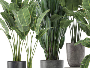 decorative plants for the interior in flowerpots 614 3D Model