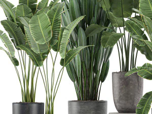 decorative plants for the interior in flowerpots 614 3D Model