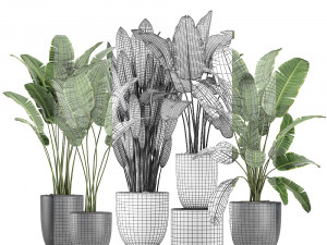 decorative plants for the interior in flowerpots 614 3D Model