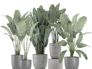 decorative plants for the interior in flowerpots 614 3D Model