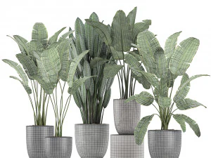 decorative plants for the interior in flowerpots 614 3D Model