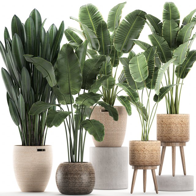 decorative banana plants for the interior in baskets 615 3D Model .c4d .max .obj .3ds .fbx .stl .blend 