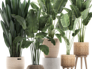 decorative banana plants for the interior in baskets 615 3D Модель