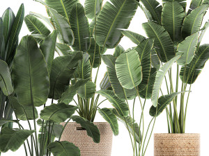 decorative banana plants for the interior in baskets 615 3D Model