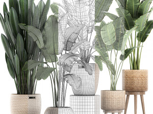 decorative banana plants for the interior in baskets 615 3D Model