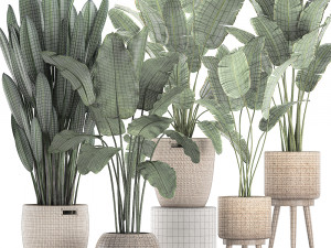 decorative banana plants for the interior in baskets 615 3D Model