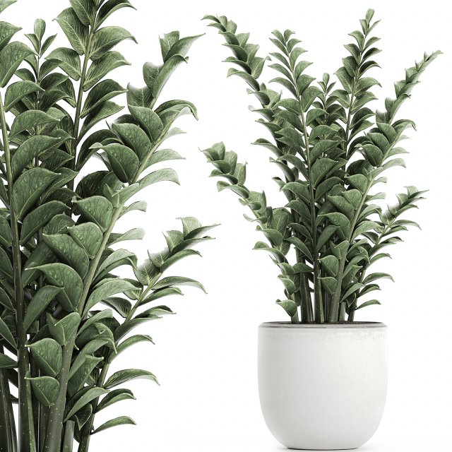 zamioculcas in pots for the interior 616 3D Model .c4d .max .obj .3ds .fbx .stl .blend 