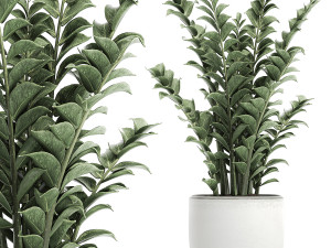 zamioculcas in pots for the interior 616 3D Model