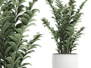 zamioculcas w doniczkach do wnętrz 616 Model 3D