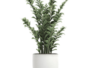 zamioculcas in pots for the interior 616 3D Model