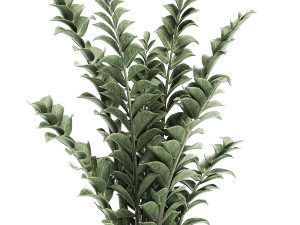 zamioculcas in pots for the interior 616 3D Model