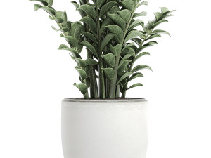 zamioculcas in pots for the interior 616 3D Model