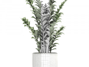 zamioculcas in pots for the interior 616 3D Model