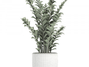 zamioculcas in pots for the interior 616 3D Model