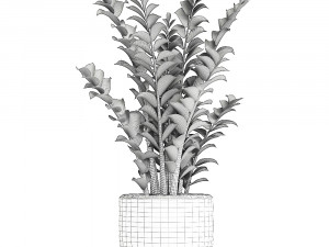 zamioculcas in pots for the interior 616 3D Model