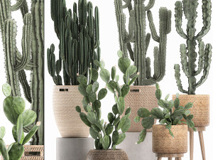 decorative cactus in baskets for the interior 617 3D Model
