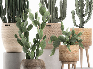 decorative cactus in baskets for the interior 617 Modèle 3D