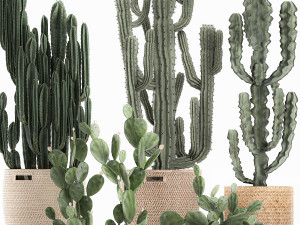 decorative cactus in baskets for the interior 617 Modèle 3D