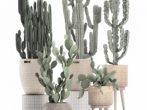 decorative cactus in baskets for the interior 617 Modèle 3D