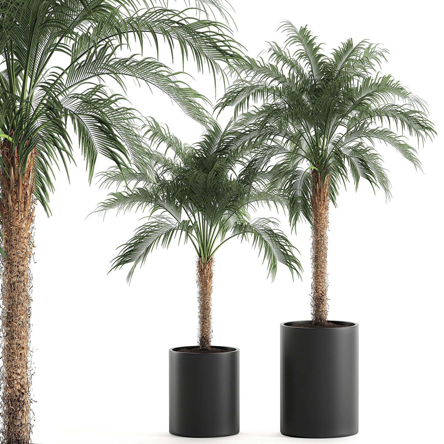 decorative phoenix roebelenii palm in a black flowerpot 617 3D Model .c4d .max .obj .3ds .fbx .stl .blend 