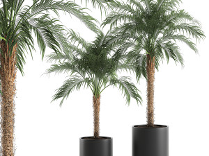 decorative phoenix roebelenii palm in a black flowerpot 617 3D Model