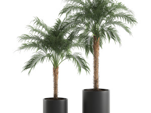decorative phoenix roebelenii palm in a black flowerpot 617 Modelo 3D