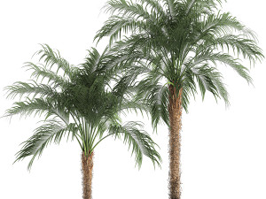 decorative phoenix roebelenii palm in a black flowerpot 617 Modelo 3D