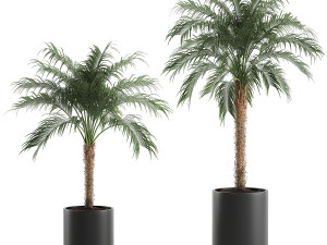 decorative phoenix roebelenii palm in a black flowerpot 617 Modelo 3D