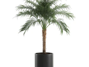 decorative phoenix roebelenii palm in a black flowerpot 617 3D Model