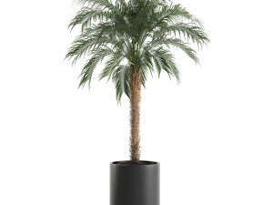 decorative phoenix roebelenii palm in a black flowerpot 617 Modelo 3D