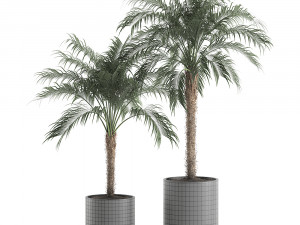 decorative phoenix roebelenii palm in a black flowerpot 617 Modelo 3D