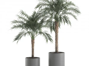 decorative phoenix roebelenii palm in a black flowerpot 617 3D Model