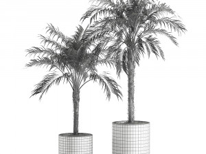 decorative phoenix roebelenii palm in a black flowerpot 617 Modelo 3D