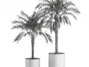 decorative phoenix roebelenii palm in a black flowerpot 617 3D Model