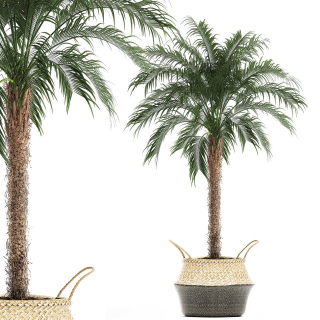 decorative phoenix roebelenii palm in a basket 618 Modèle 3D .c4d .max .obj .3ds .fbx .stl .blend 