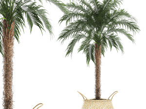 decorative phoenix roebelenii palm in a basket 618 3D 模型