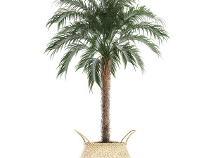 decorative phoenix roebelenii palm in a basket 618 Modèle 3D