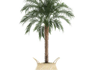 decorative phoenix roebelenii palm in a basket 618 3D Model