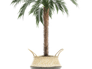 decorative phoenix roebelenii palm in a basket 618 Modèle 3D