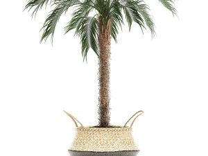 decorative phoenix roebelenii palm in a basket 618 3D Model