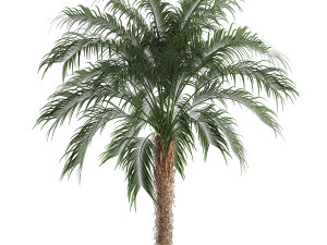 decorative phoenix roebelenii palm in a basket 618 Modèle 3D
