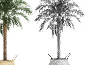 decorative phoenix roebelenii palm in a basket 618 Modèle 3D