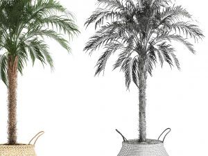 decorative phoenix roebelenii palm in a basket 618 3D Model